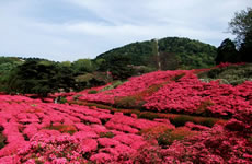 写真：桜並木