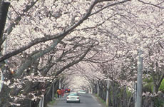 写真：桜並木